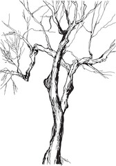 Fototapeta premium old tree
