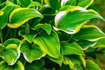 green leaves of a plant