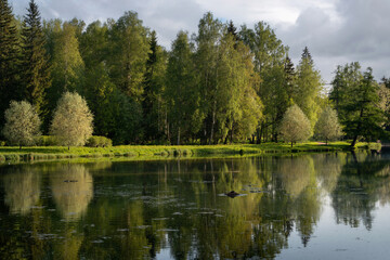 Fototapeta na wymiar Beloe Lake in Gatchina Park on a sunny summer day, Gatchina, Leningrad Region, Russia
