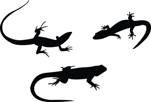 lizards silhouettes - vector