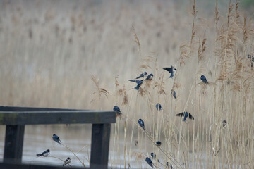 flock of birds on a fence