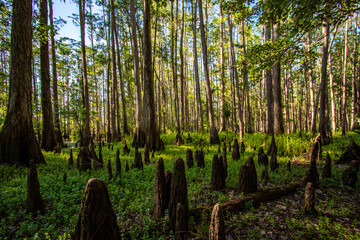 Hiking and exploring a beautiful cypress forest at Shingle Creek in Kissimmee just south of...