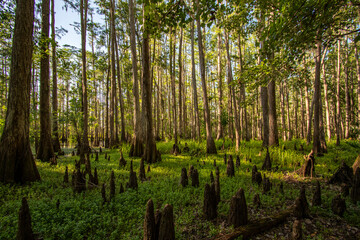 Hiking and exploring a beautiful cypress forest at Shingle Creek in Kissimmee just south of Orlando, Florida