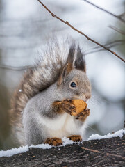 The squirrel with nut sits on tree in the winter or late autumn