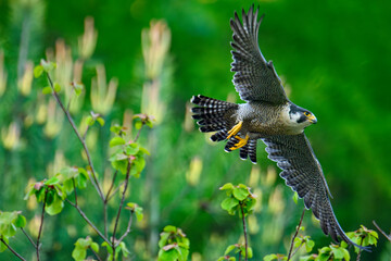 Peregrine Falcon 