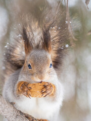 The squirrel with nut sits on tree in the winter or late autumn