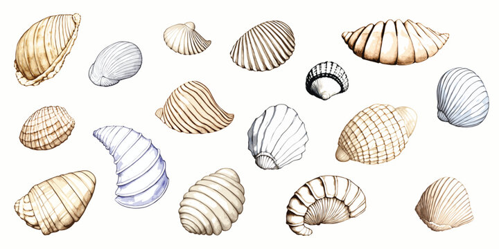 Set of painted seashells, isolated on white background