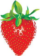 Strawberry realistic vector illustration