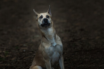 2022-24-24 A TAN AND WHITE DOG SITTING UP WITH A ALERT LOOK ON ITS FACE ON BAINBRIDGE ISLAND WASHINGTON