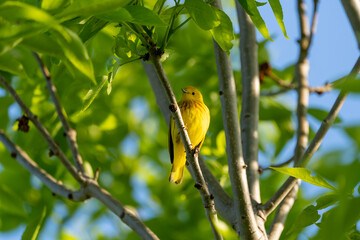 American Yellow Warbler perched on a tree