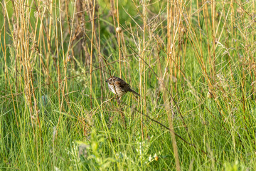 Song Sparrow