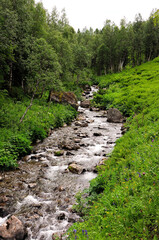 A stormy river in a rocky narrow channel flows down from the mountains through a dense summer forest.