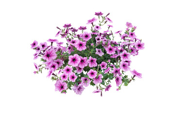 Bouquet, Bunch, shrub of flowers. Rose periwinkle. primrose. (red, pink) Rose Four o'clock Flower. Colorful flowers, primula vulgaris are blooming. On white background. (png)