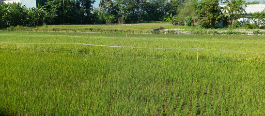 Rice plants are paddy fields, rice background in rice fields, close-up angles are taken