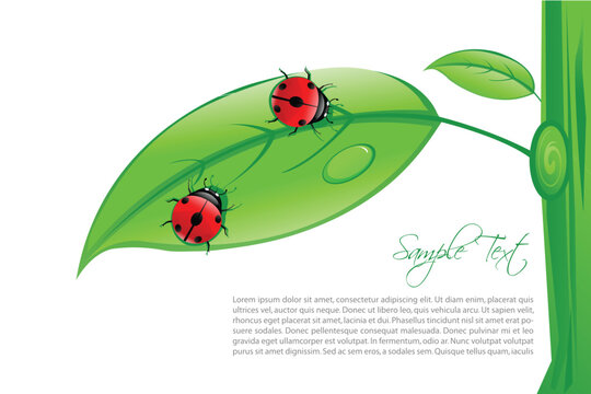 illustration of lady bug on leaf with sample text
