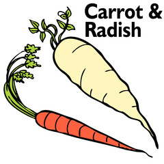 An image of a radish and carrot.