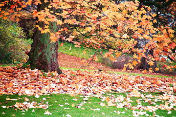 autumn leaves in the park