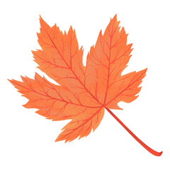 fall maple leaf