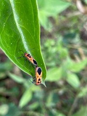 butterfly on a leaf