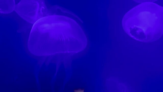 Jellyfish swimming at a Guadalajara aquarium