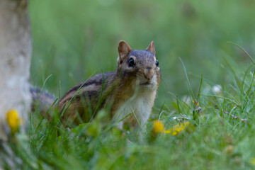 The eastern chipmunk (Tamias striatus) on a meadow. The eastern chipmunk  is a chipmunk species found in eastern North America