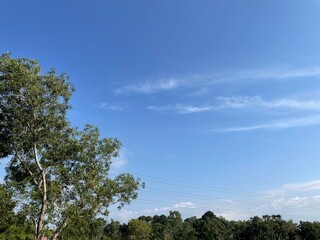 trees and sky