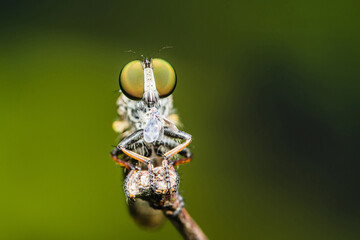 Close up a robber fly and white prey on branch and nature background, Nature background, Big eye insect, Thailand.