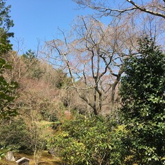 trees in japan