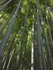 Bamboo forest in Japan