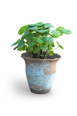 Geranium in an old clay pot with cracked blue paint, isolated on a transparent background.