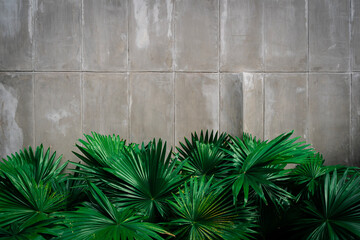 Image of grunge concrete wall with the foreground of green leaves. The natural background, natural material concept, presentation background concept.