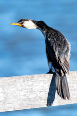 Little pied cormorant on the wharf - obrazy, fototapety, plakaty