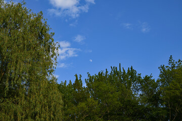 Fototapeta na wymiar day moon above the trees