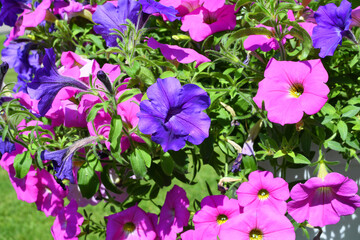 Petunia plant with pink and purple flowers