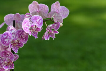 Orchid plant with pink flowers on natural green background and copy space