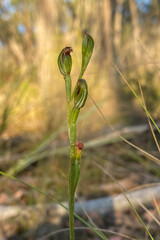 Red-tipped Tiny Greenhood (Pterostylis rubenscens) also known as the blushing tiny greenhood, is a species of orchid endemic to south-eastern Australia.