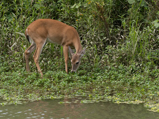 Obraz na płótnie Canvas White-Tailed Deer Grazing at Edge of a Pond in Hornsby Bend, Austin, Texas