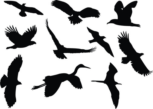 birds silhouette collection vector