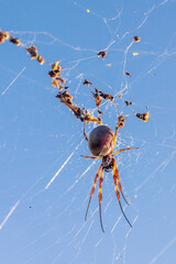 Golden Orb-weaving Spider (Nephila edulis) on its web