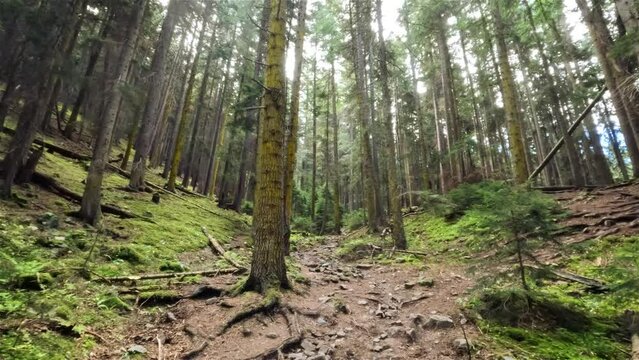 touristic traveller trailway in the summertime pine woods in mountains