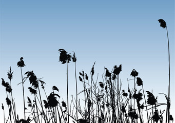 Naklejka premium vector illustration of some reeds