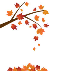 Branch of maple tree, autumn leaf fall. Vector