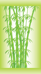 Fototapeta na wymiar Stalks and bamboo leaves on a green background