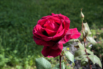 Beautiful flower red rose green leavs beutiful nature macro view