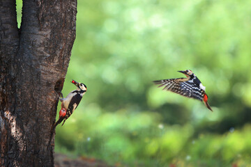 Beautiful natural ecology with a family of colored woodpeckers feeding their hatchlings in a nest in a tree hole during the spring breeding season
