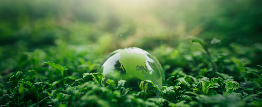 Crystal ball on moss in green forest - environment concept Ecology and Sustainable Environment of the World
