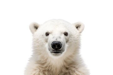 Obraz na płótnie Canvas polar bear isolated on white