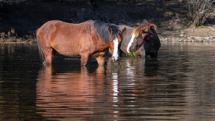 Naklejka premium Red and Liver Chestnut Bay wild horse stallions feeding on eel grass in the Salt River near Mesa Arizona United States