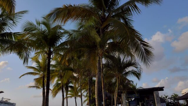Palm tree to cruise ship - smooth transition. Vacation goals - destination in Mexico - Cozumel