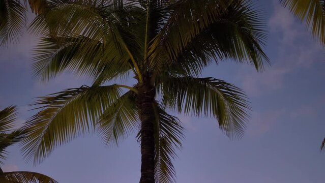 Smooth movement from palm to cruise ship. 2 empty lounge chairs. Vacation goals. Sunset, Golden Hour